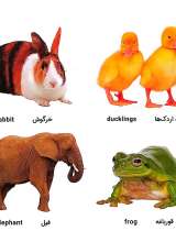 تصاویر بیشتر کتاب پیدا کن و بچین - حیوانات با مزه