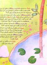 تصاویر بیشتر کتاب اوه خیلی بزرگ تر بلورک !