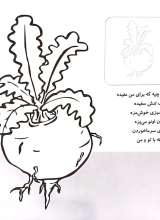 تصاویر بیشتر کتاب آشنایی با سبزیجات