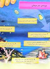 تصاویر بیشتر کتاب راز صخره های مرجانی - ماجراجویی های رایلی